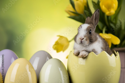 Photography Bunny, rabbit and easter eggs