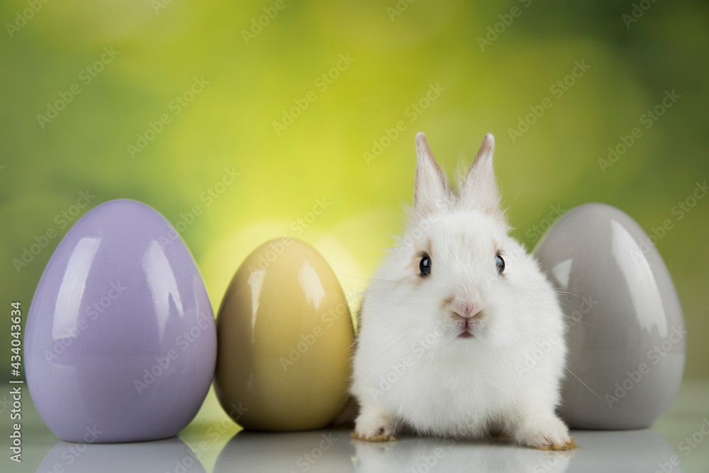 Egg,Little bunny, happy easter background