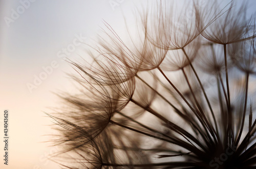 Abstract dandelion flower background. Seed macro closeup. Soft focus