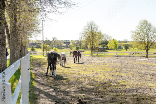 Horses on the Farm. horses grazing in a field with horse barn in the background.