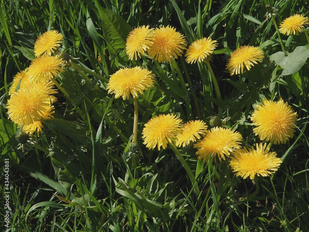 yellow flowers of dandelion wild plant close up yellow flowers of dandelion wild plant close up