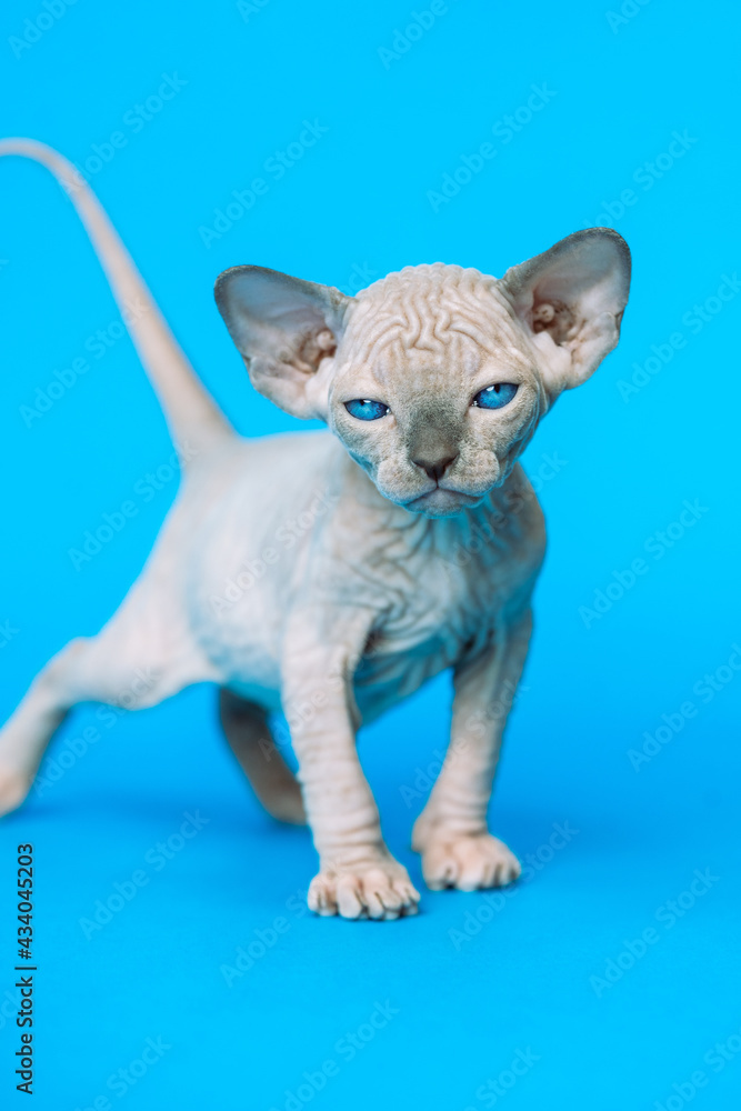 Sweet hairless kitten of Canadian Sphynx Cat breed standing on blue background and looking at camera.