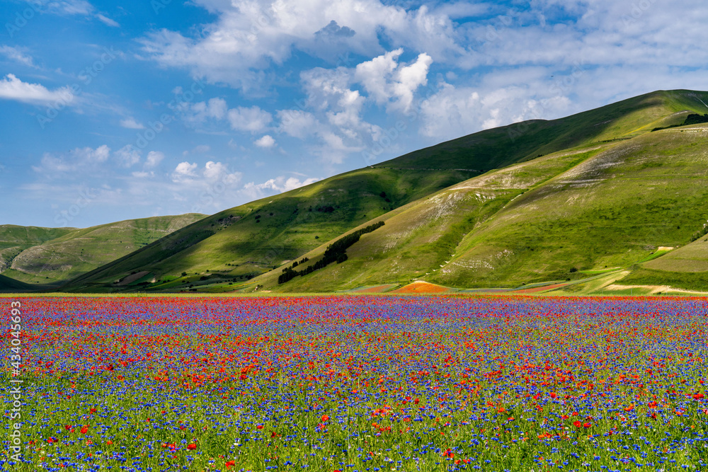 Lentil flowering with poppies and cornflowers in Castelluccio di Norcia, Italy Lentil flowering with poppies and cornflowers in Castelluccio di Norcia, Italy