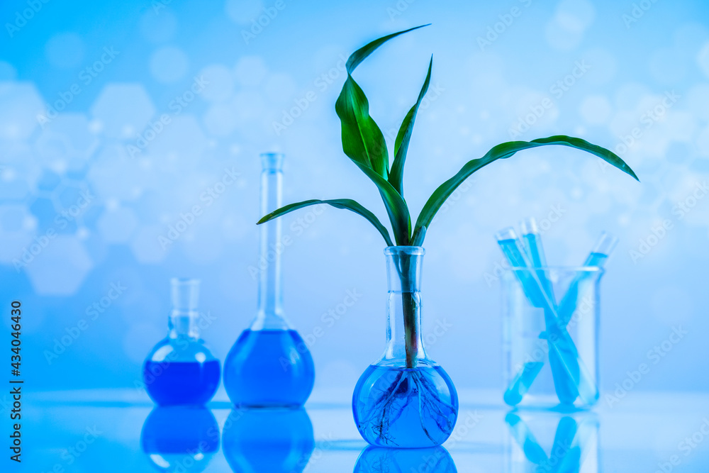 Plant in a test tube of the scientist Plant in a test tube of the scientist