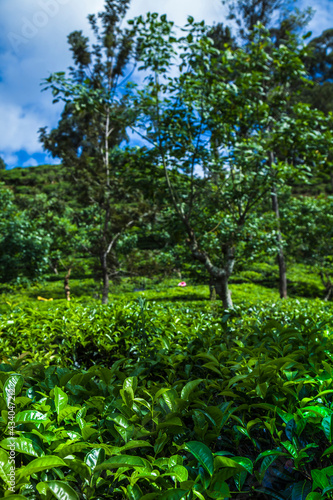 Asia  Sri lanka. Beautiful fresh green tea plantation