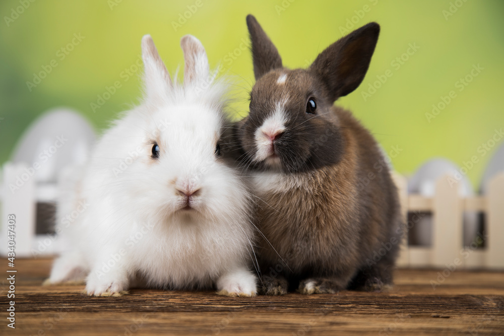 Happy easter,Eggs, Baby bunny Happy easter,Eggs, Baby bunny