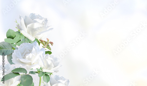 Blurred horizontal background with rose of white color