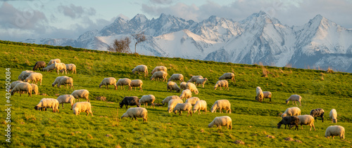 A flock of sheep grazing on a mountain meadow against the backdrop of peaks at sunset Pieniny, Poland