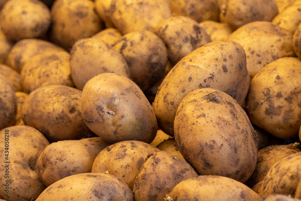 fresh potatoes in the market. potatoes in bulk. ripe potatoes in a street market fresh potatoes in the market. potatoes in bulk. ripe potatoes in a street market