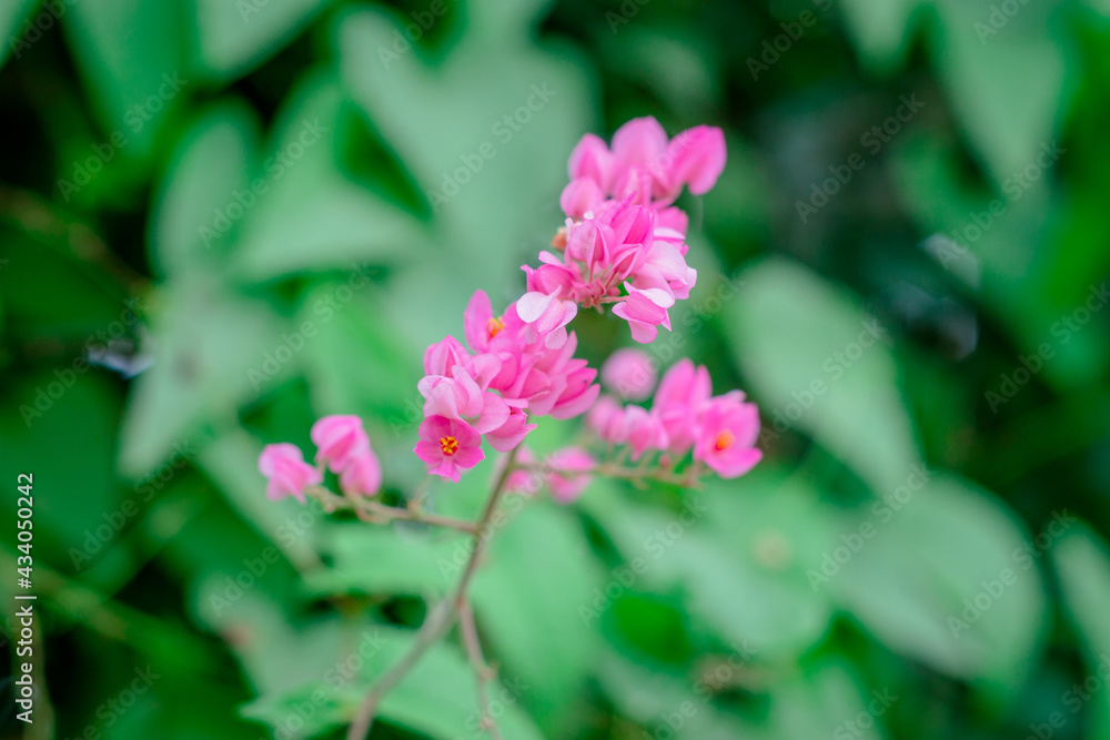 Antigonon leptopus flower is a bouquet of small pink Antigonon leptopus flower is a bouquet of small pink