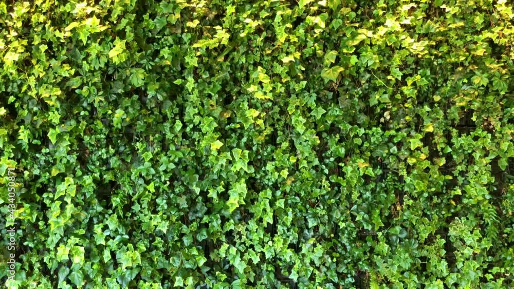 Green wall background. Fresh, green ivy leaves swaying in wind. Textured background for title.
Green wall background. Fresh, green ivy leaves swaying in wind. Textured background for title.