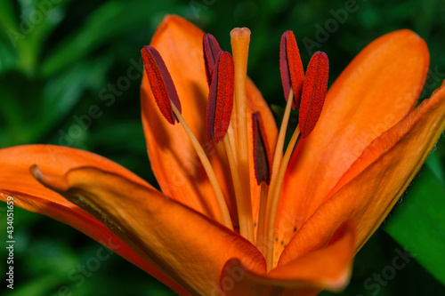 Floral summer garden. Orange Lily  Latin  Lilium . Stamens and pistil close-up. Precise selective focus.