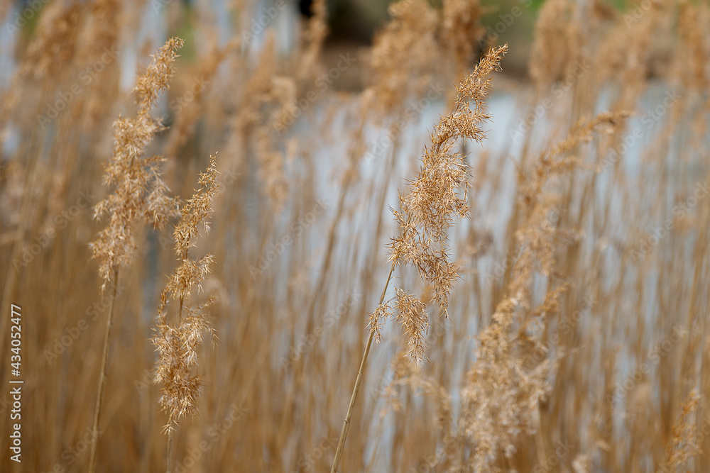 Fototapeta premium Dry tall grass panicles. Close-up.