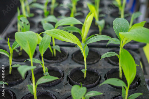 plantain seedlings are planted in the newly made banana greenhouse