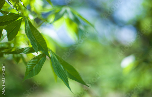 Green hemp on blurred background  closeup. COPY SPACE