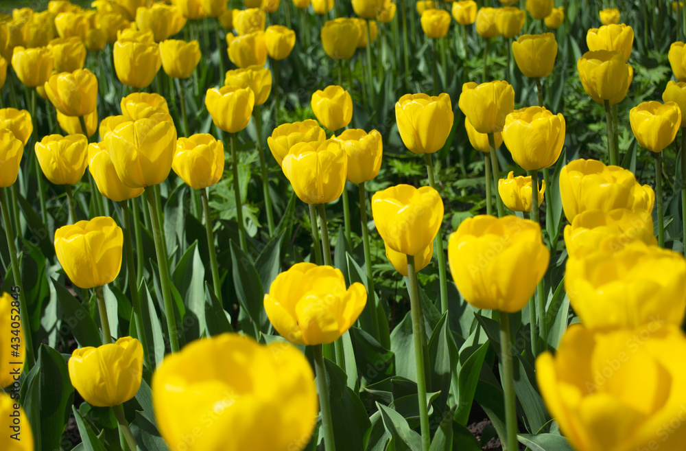 Blooming spring yellow tulips on blurred front and back background. Soft selective focus Blooming spring yellow tulips on blurred front and back background. Soft selective focus