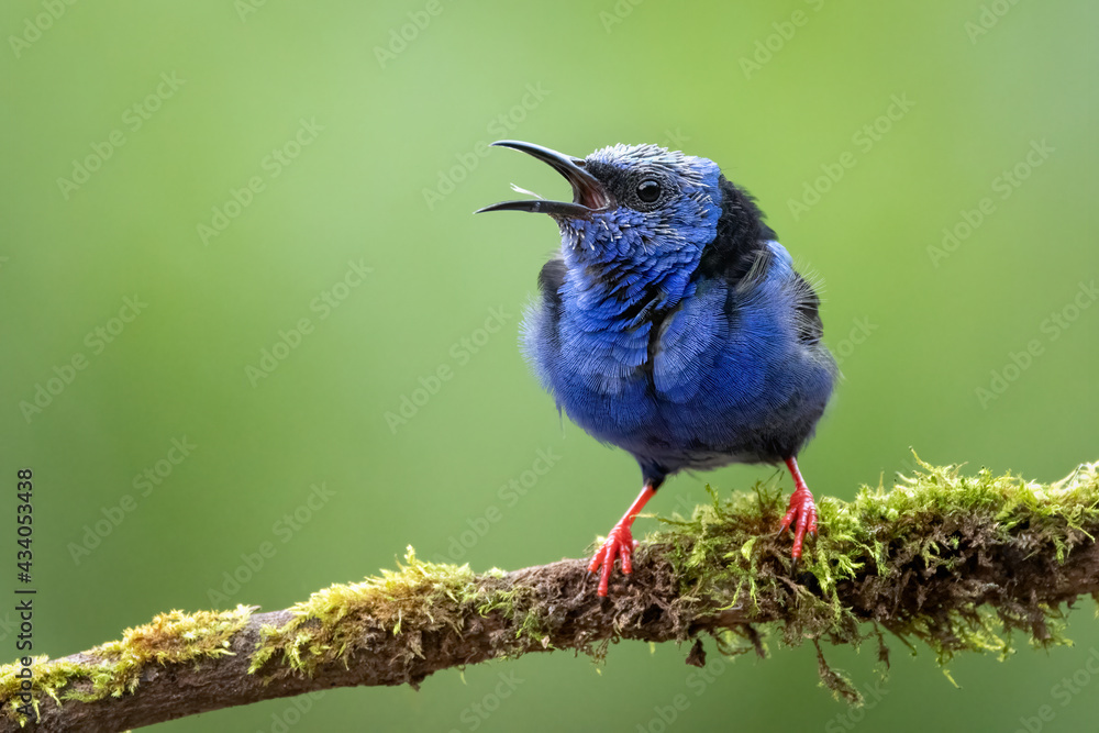 A single red-legged honeycreeper shouting with mouth open and visible ...