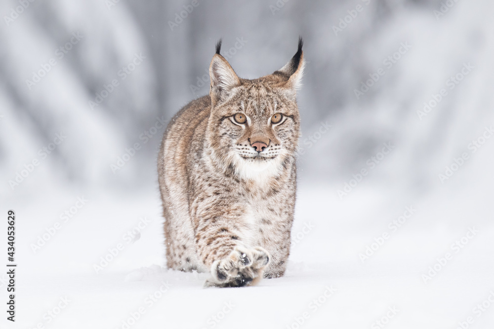 Young Eurasian lynx on snow. Amazing animal, walking freely on snow covered meadow on cold day. Beautiful natural shot in original and natural location. Cute cub yet dangerous and endangered predator. Young Eurasian lynx on snow. Amazing animal, walking freely on snow covered meadow on cold day. Beautiful natural shot in original and natural location. Cute cub yet dangerous and endangered predator.