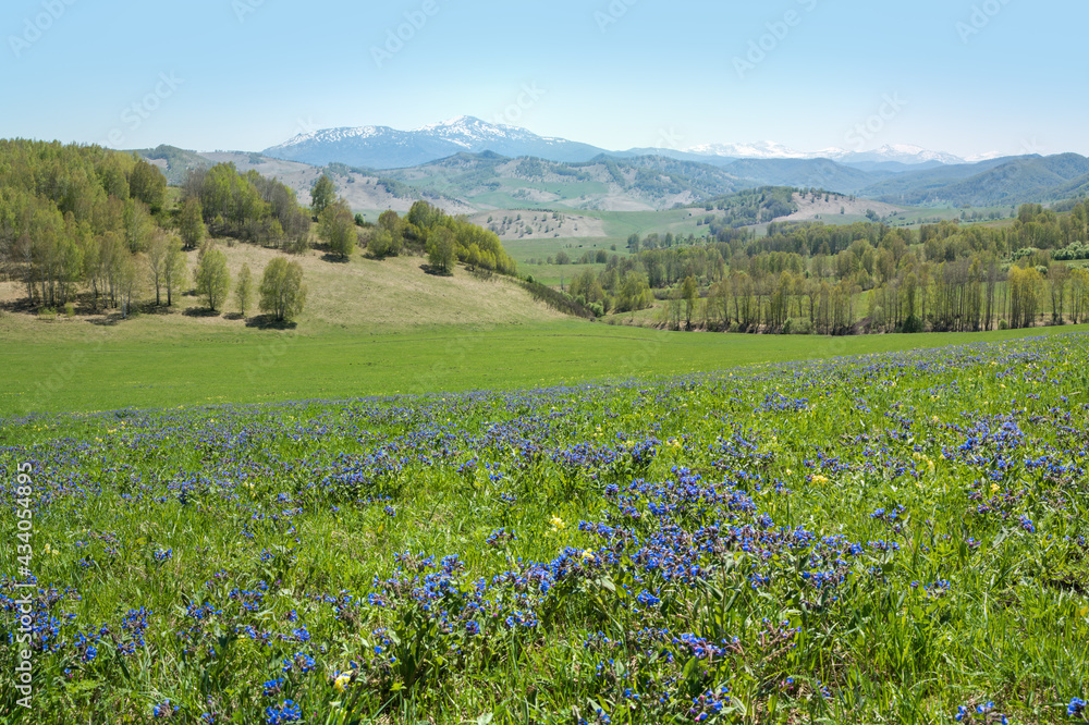 View of a blooming spring meadow, mountain landscape on a sunny day