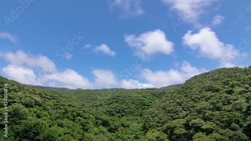 沖縄　やんばるの森　タイムラプス