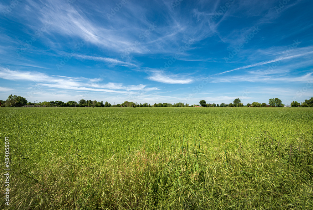 Rural landscape with a green wheat field in springtime, Padan Plain or Po valley (Pianura Padana, Italian). Mantua province, Italy, southern Europe. Rural landscape with a green wheat field in springtime, Padan Plain or Po valley (Pianura Padana, Italian). Mantua province, Italy, southern Europe.