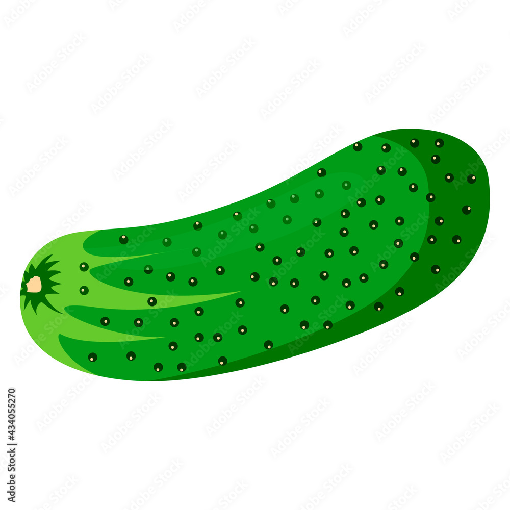 cucumber illustration vector isolated on white background cucumber illustration vector isolated on white background