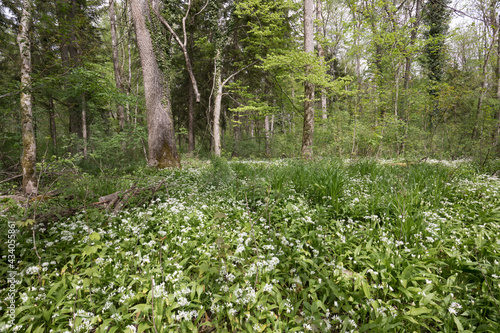 Fototapeta Naklejka Na Ścianę i Meble -  Blühender Bärlauch (Allium ursinum) im Wald