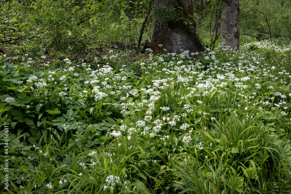 Blühender Bärlauch (Allium ursinum) im Wald
