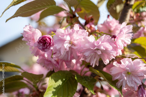 Beautiful blooming sakura branches in sunny light. Pink sakura flowers on tree in springtime