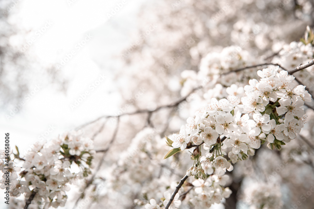 Blooming branches of a spring tree with many flowers copy space.