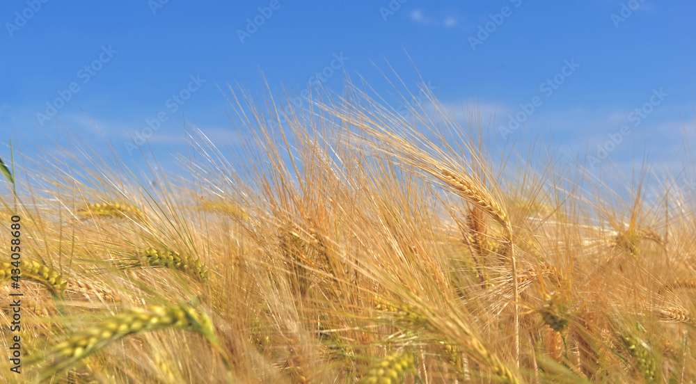 Fototapeta premium ear of wheat growing in a field textured under blue sky