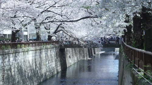 Meguro River With Blooming Cherry Blossom (Sakura) And Many Locals During Hanami In Tokyo, Japan. - Wide Shot photo