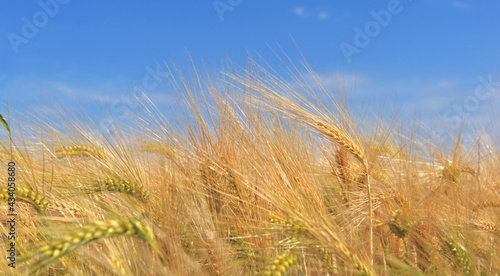 ear of wheat growing in a field textured  under blue sky