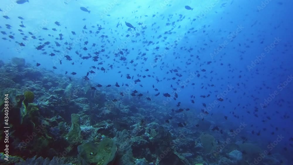 Thousands of small trigger fish swimming and feeding above a coral reef Thousands of small trigger fish swimming and feeding above a coral reef