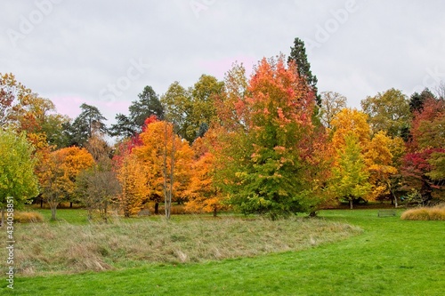 autumn tree in the park