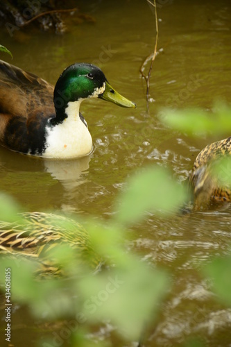 ducks are swimming on the lake