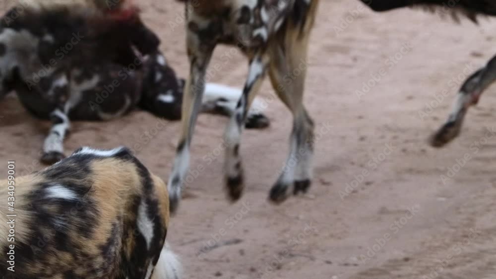 Medium shot of African Wild Dogs running through the frame in slow motion, Greater Kruger.