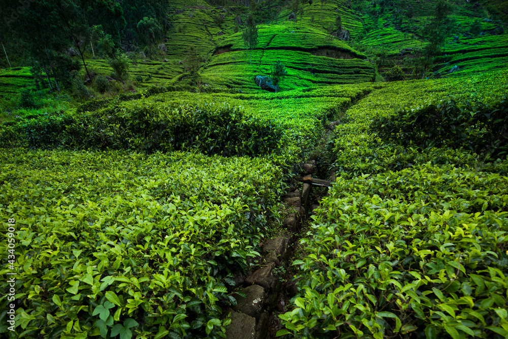 Fresh green tea plantation at Sri lanka Fresh green tea plantation at Sri lanka