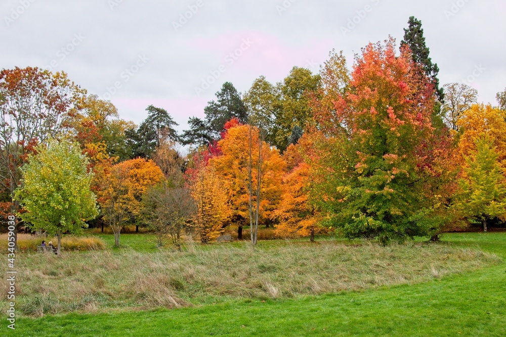 Naklejka premium autumn tree in the park