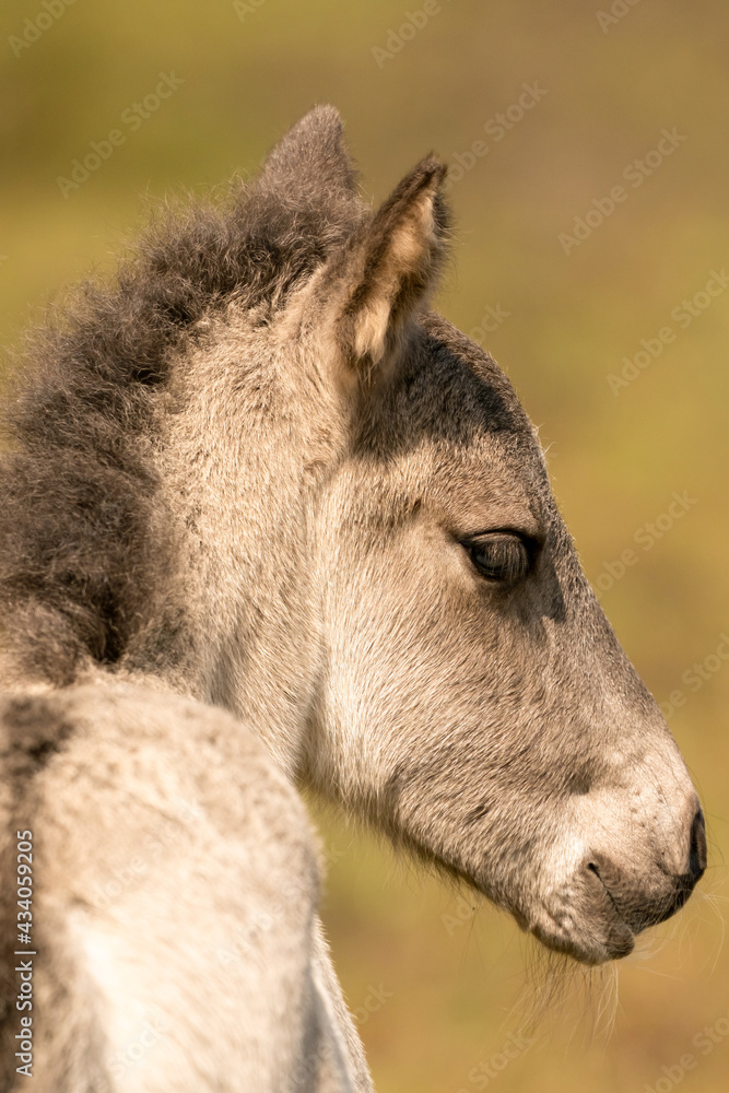 Head of a konik horse foal, seen from behind. The young animal in the golden reed Head of a konik horse foal, seen from behind. The young animal in the golden reed