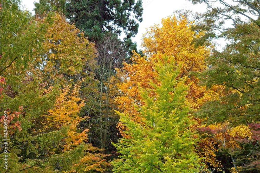 autumn tree in the park autumn tree in the park