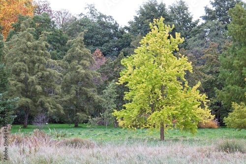 autumn tree in the park