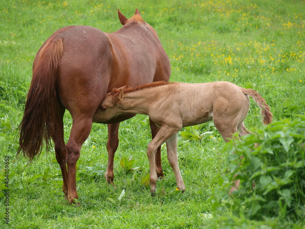 Obraz premium Fohlen, säugen