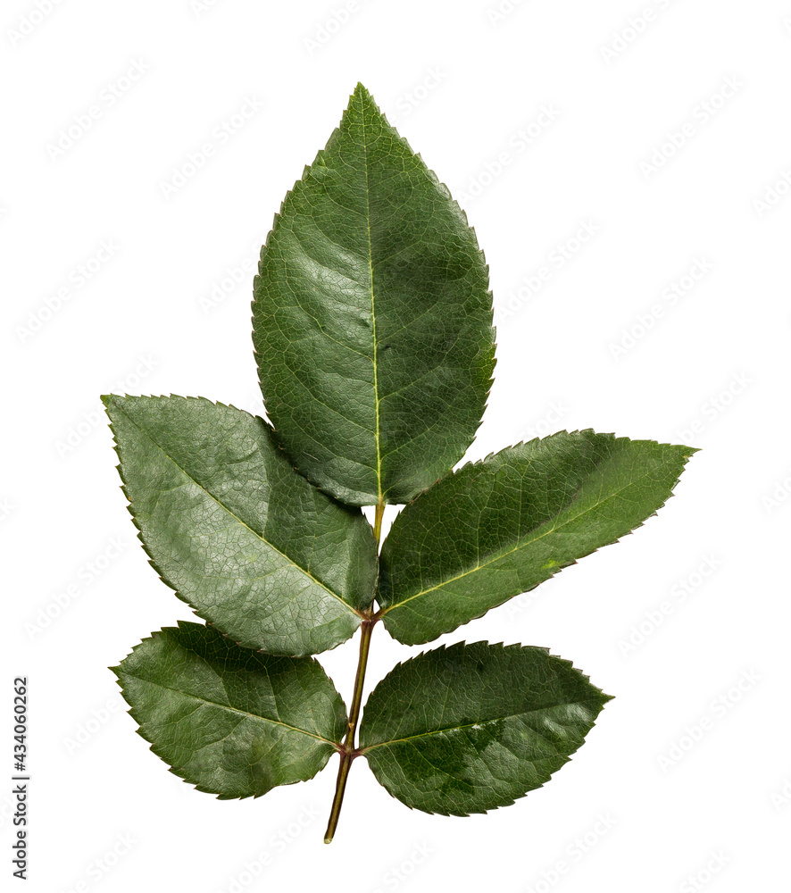 Fototapeta premium Rose leaf flower isolated on white background with clipping path