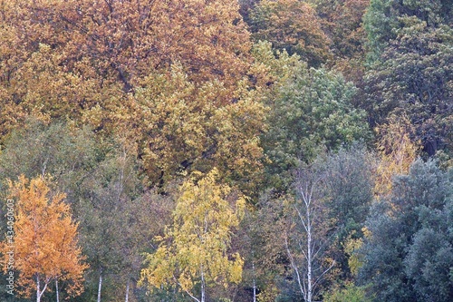 autumn tree in the park