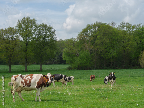 Kühe auf einer Weide am Niederrhein © Stephan Sühling