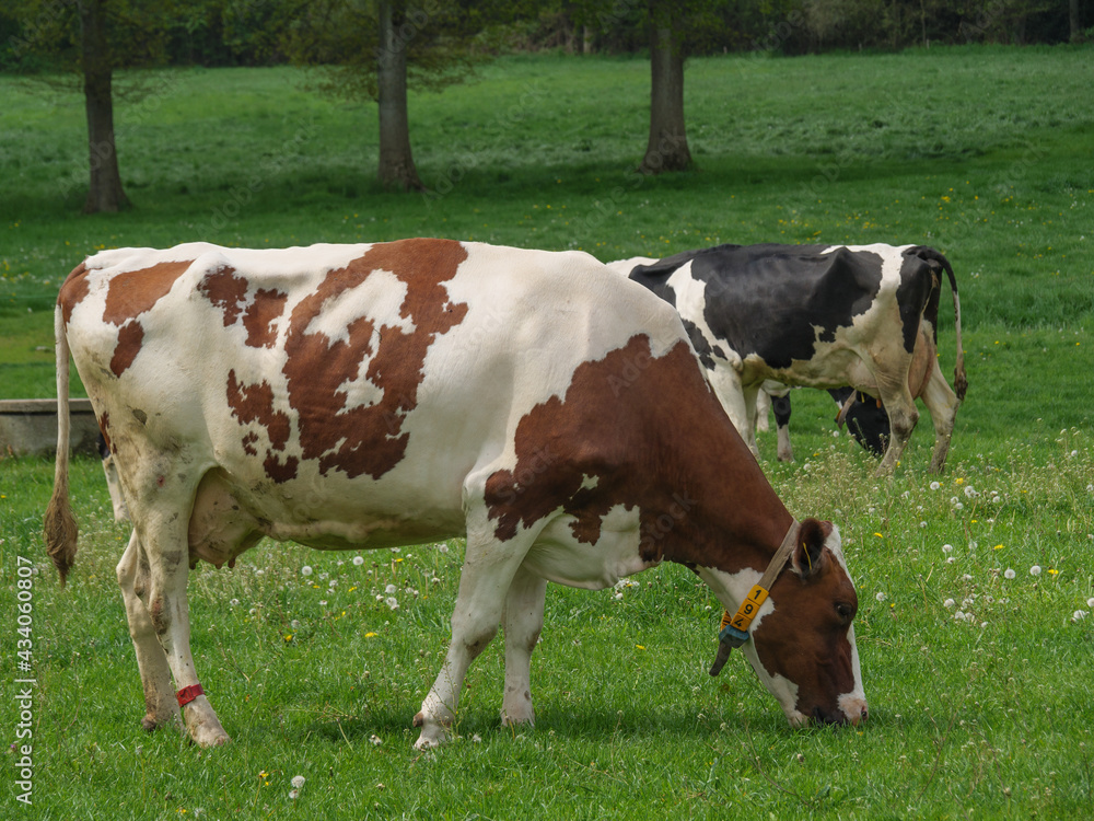 Kühe auf einer Weide am Niederrhein
