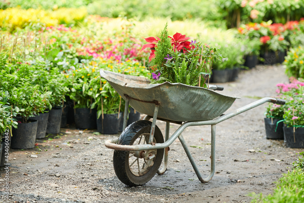 Wheelbarrow with various plants and flowers at plant nursery or gardening center