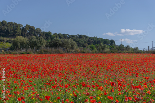 Closeup of a meadow of poppy flowers