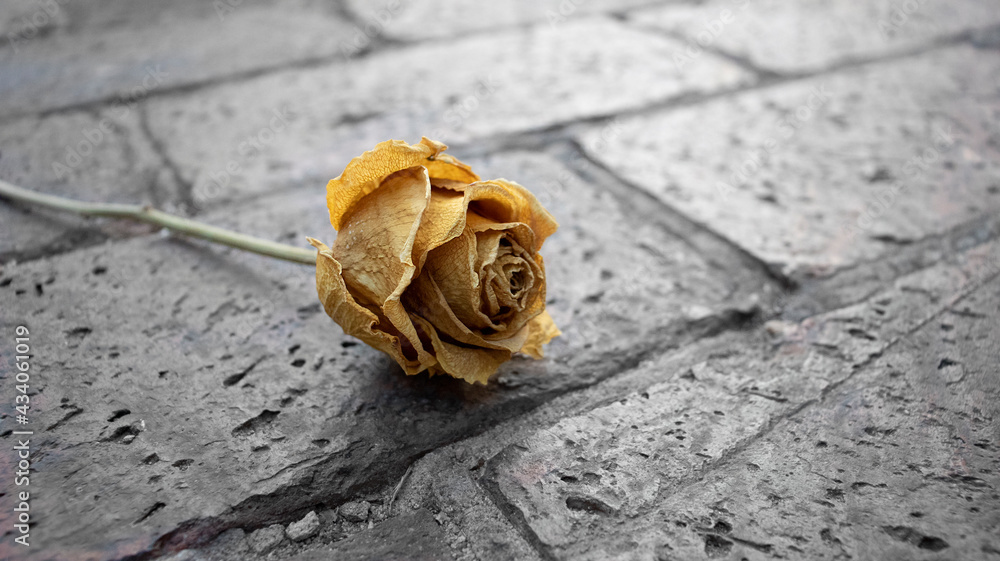 yellow rose laying on a brick paving area yellow rose laying on a brick paving area